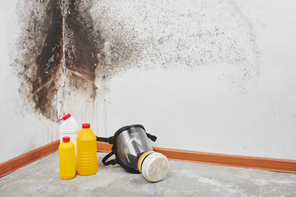 Reliable Fords, NJ Mold Removal Solutions