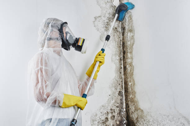 Best Mold Remediation  in Fords, NJ