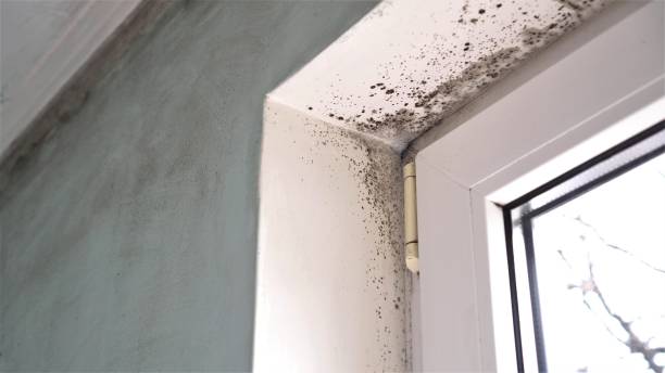 Mold Removal and Inspection in Fords, NJ
