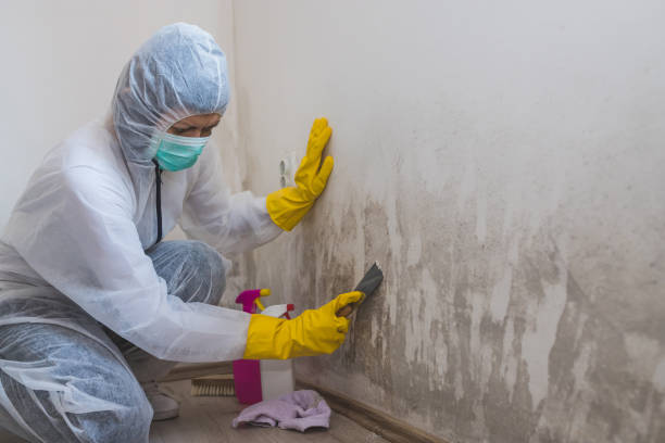 Best Mold Remediation Services  in Fords, NJ