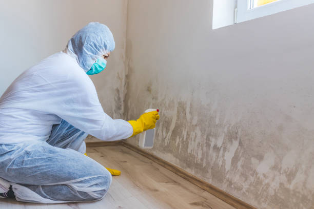 Best Mold Damage Repair  in Fords, NJ