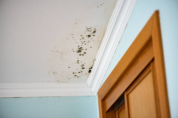 Best Water Damage Restoration  in Fords, NJ