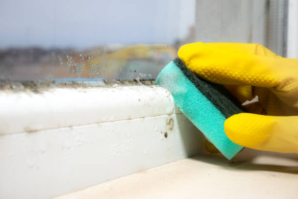 Best Mold Damage Repair  in Fords, NJ