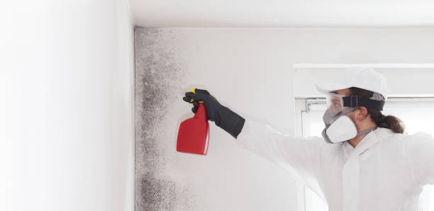 Best Mold Remediation  in Fords, NJ