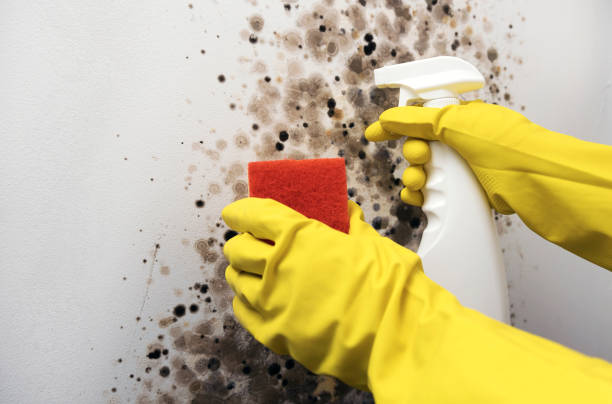 Best Attic Mold Removal  in Fords, NJ