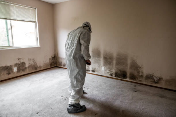 Best Commercial Mold Removal  in Fords, NJ