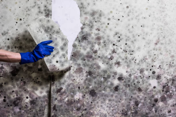 Best Certified Mold Removal  in Fords, NJ